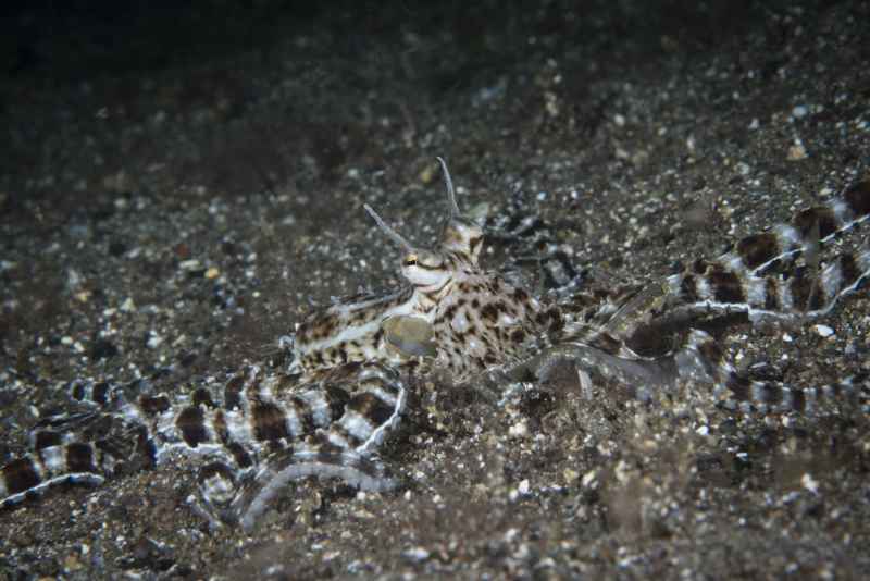 mimik octopus thaumoctopus mimicus01