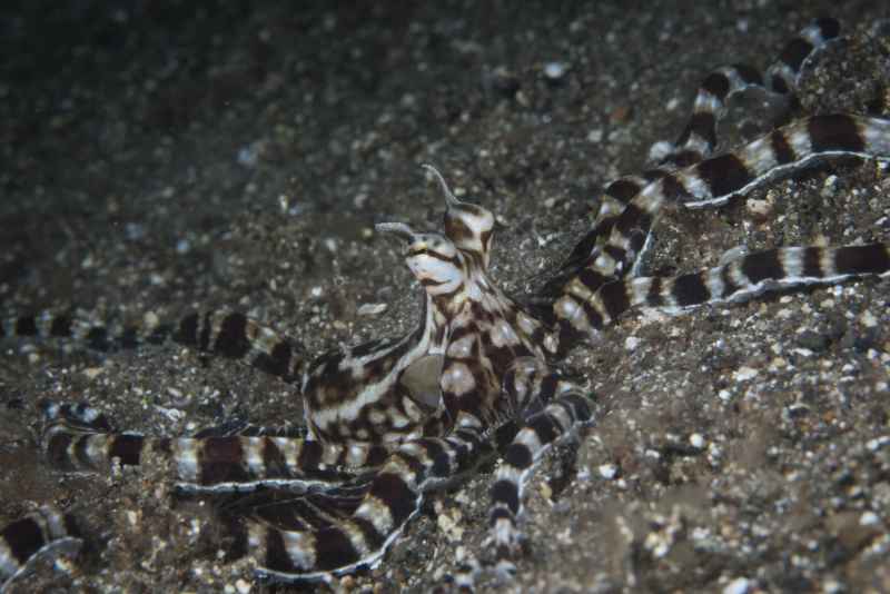 mimik octopus thaumoctopus mimicus02
