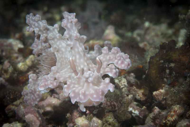 nudibranch miamira alleni