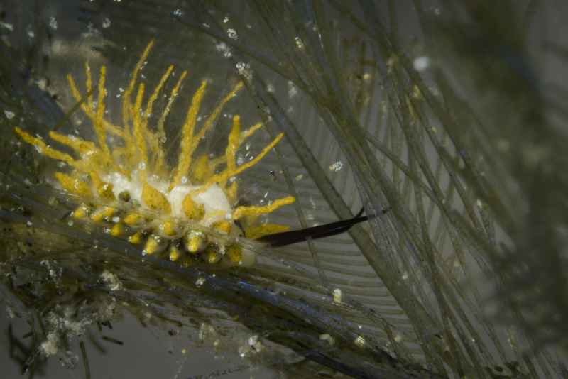 nudibranch stiliger sp10