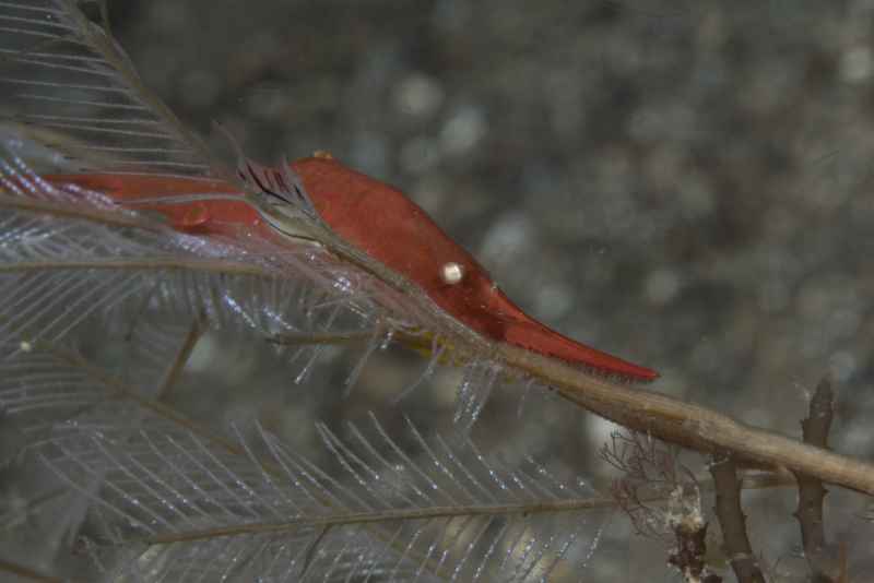 ocellated tozeuma shrimp tozeuma lonceolatum 2