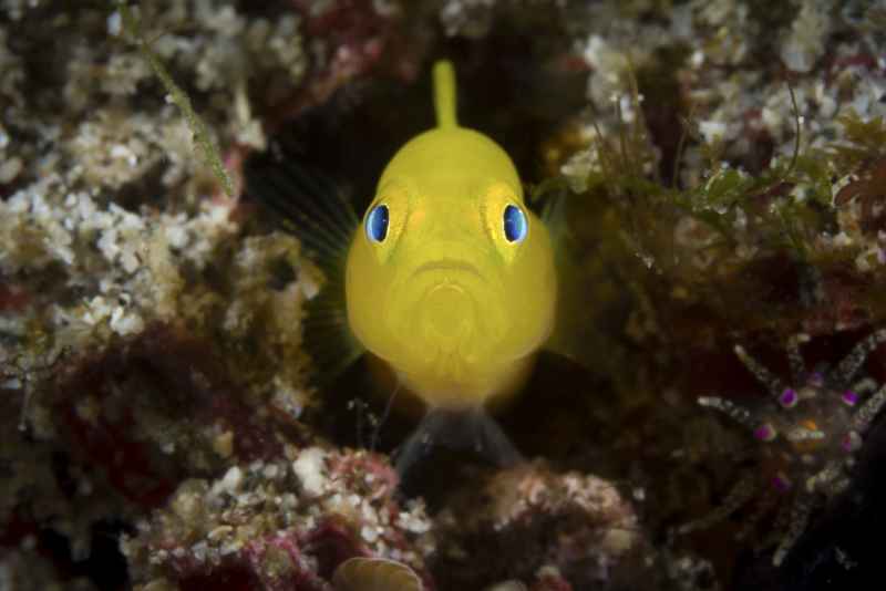 ornate goby lubricogobius exiguus