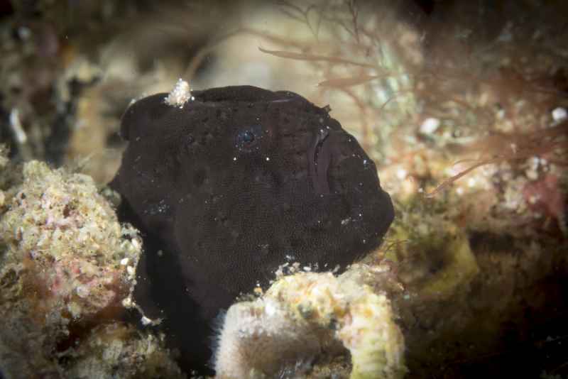 painted frogfish antennarius pictus01 3
