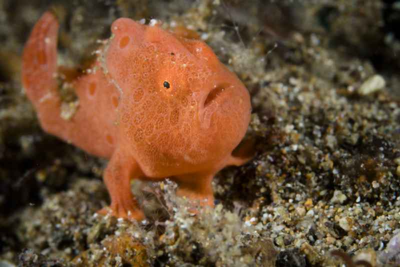 painted frogfish antennarius pictus02 3