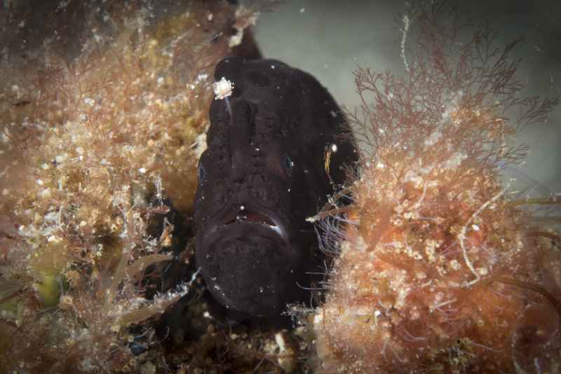 painted frogfish antennarius pictus03 2
