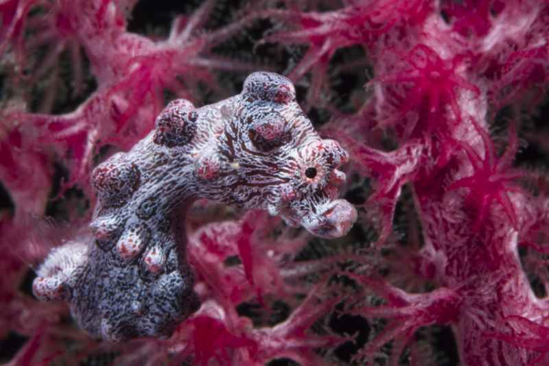 pygmy seahorse hippocampus bargibanti 3