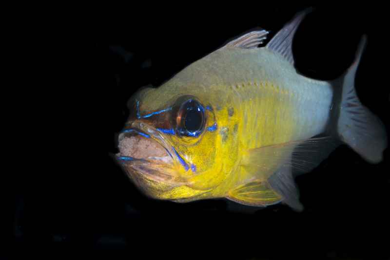 ringtailed cardinalfish ostorhinchus aureus01
