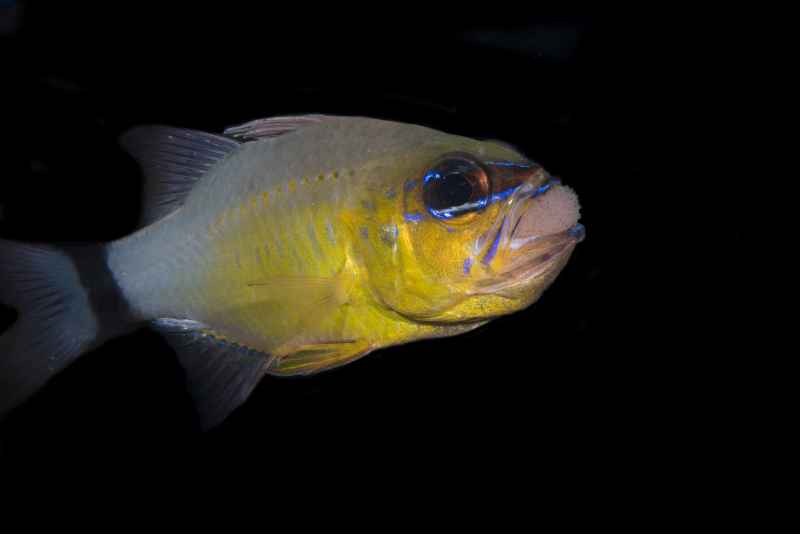 ringtailed cardinalfish ostorhinchus aureus02