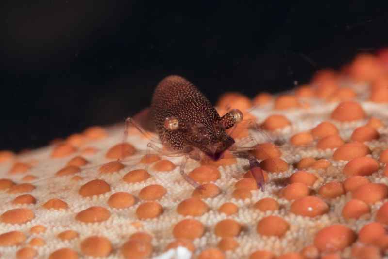 sea star shrimp periclimenes soror 4