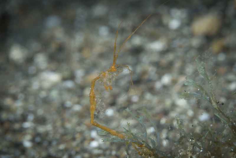 skeleton shrimp caprellidae caprella01 4