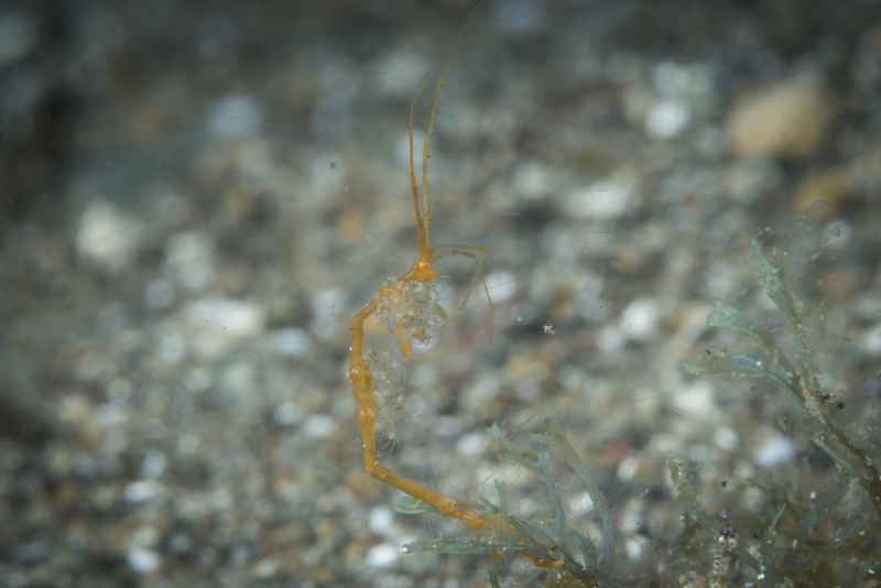 skeleton shrimp caprellidae caprella02 4