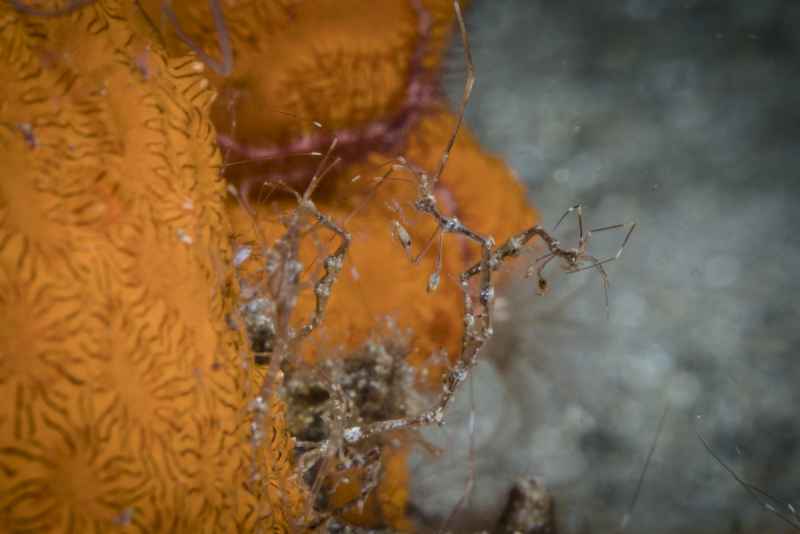 skeleton shrimp caprellidae caprella03