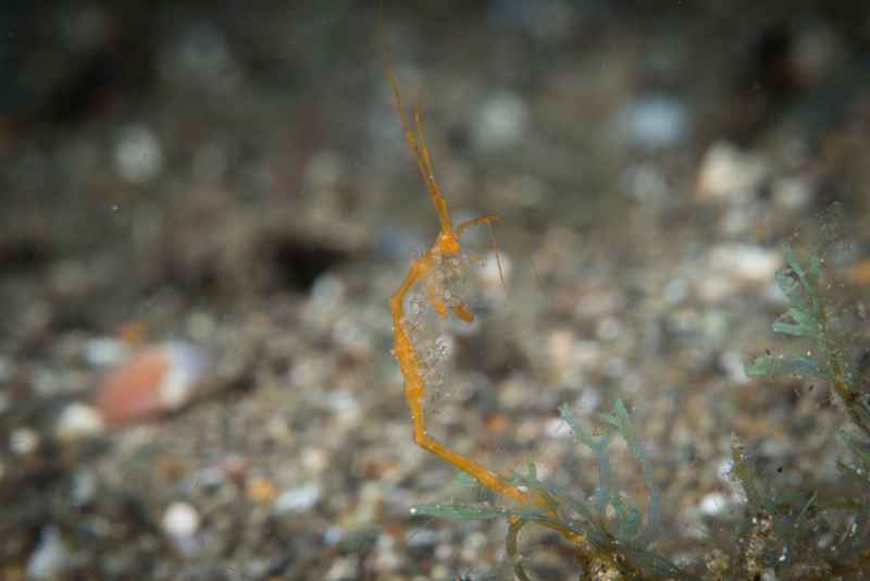skeleton shrimp caprellidae caprella04