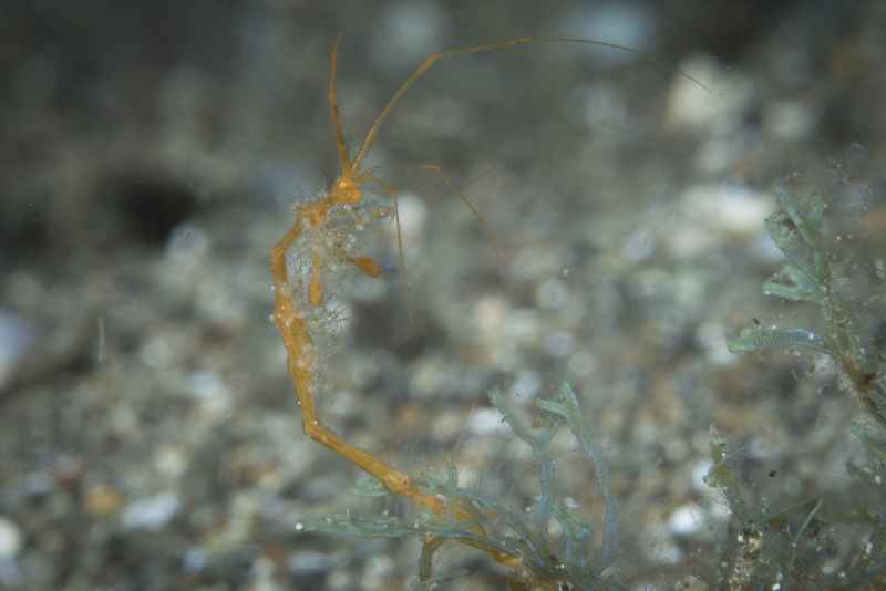 skeleton shrimp caprellidae caprella05