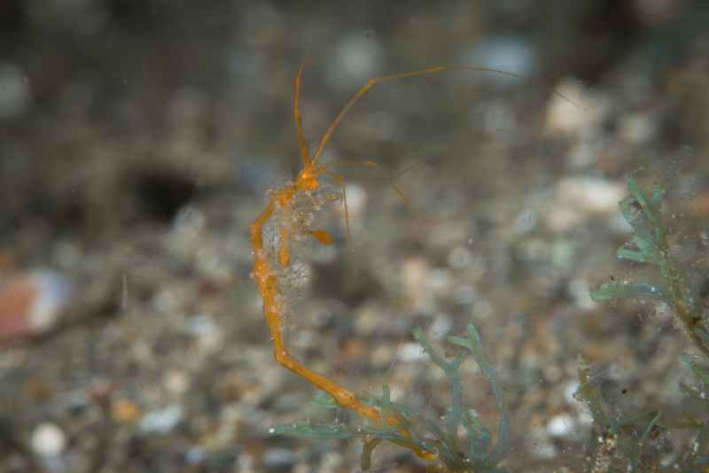 skeleton shrimp caprellidae caprella06