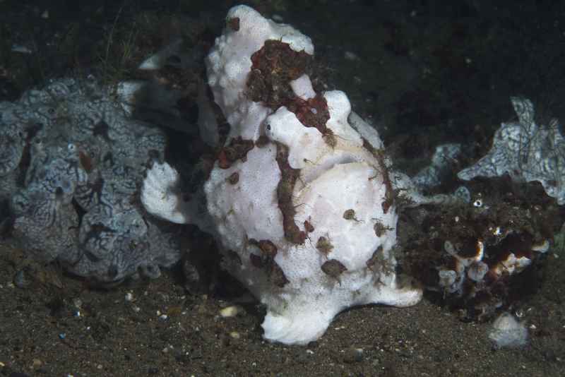 warty frogfish antennarius maculatus01 3