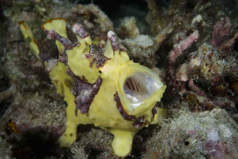 warty frogfish antennarius maculatus02 2