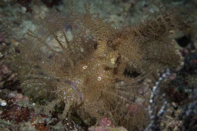 weddy scorpionfish rhinopias frondosa02