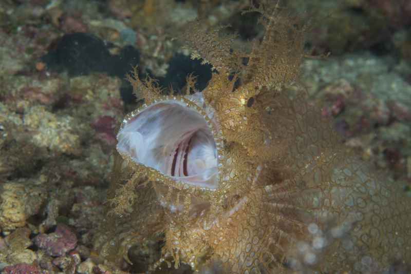 weddy scorpionfish rhinopias frondosa03