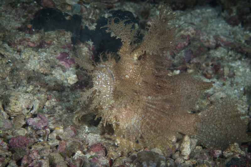 weddy scorpionfish rhinopias frondosa04