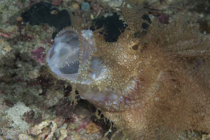 weddy scorpionfish rhinopias frondosa05