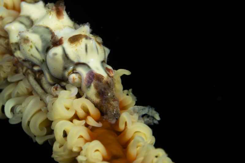 whip coral spider crab xenocarcinus tuberculatus