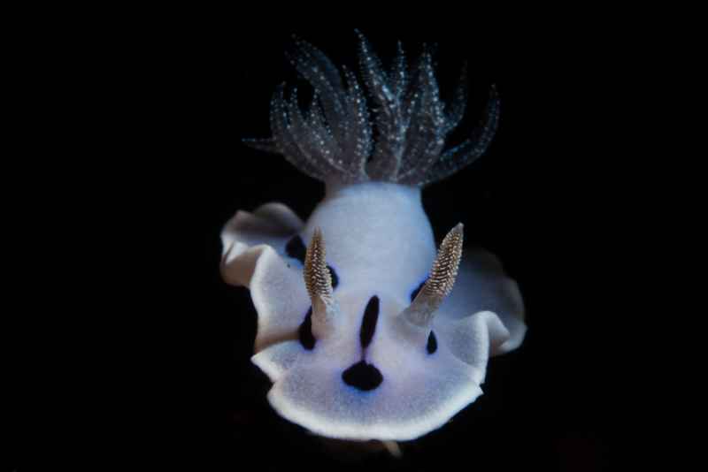 willans chromodoris chromodoris willani 3