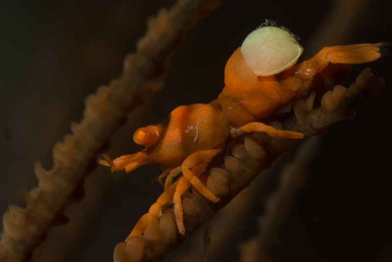 wire coral shrimp with eggs pontonides ankeri