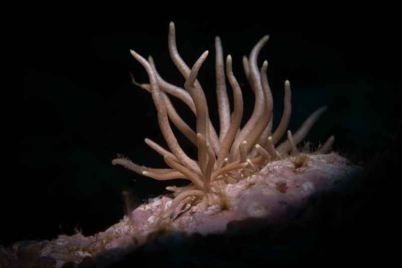 yellow tipped phyllodesmium phyllodesmium briareum 5