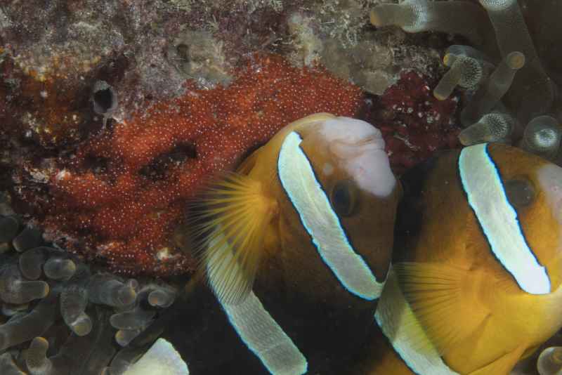 yellowtail clownfish with eggs amphiprion clarkii