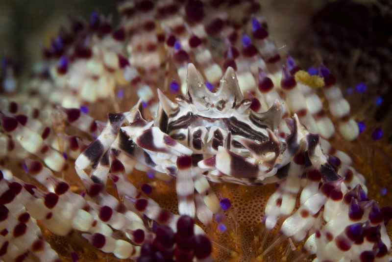zebra urchin crab zebrida adamsii 2