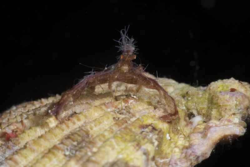 baby orangutan crab oncinopus sp1