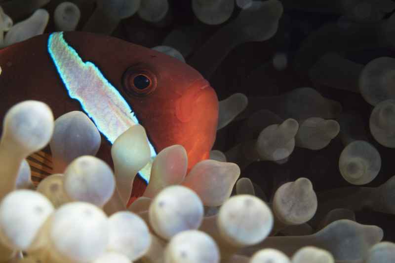 blackback anemonefish amphiprion frenatus