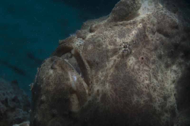 giant frogfish antennarius commerson03