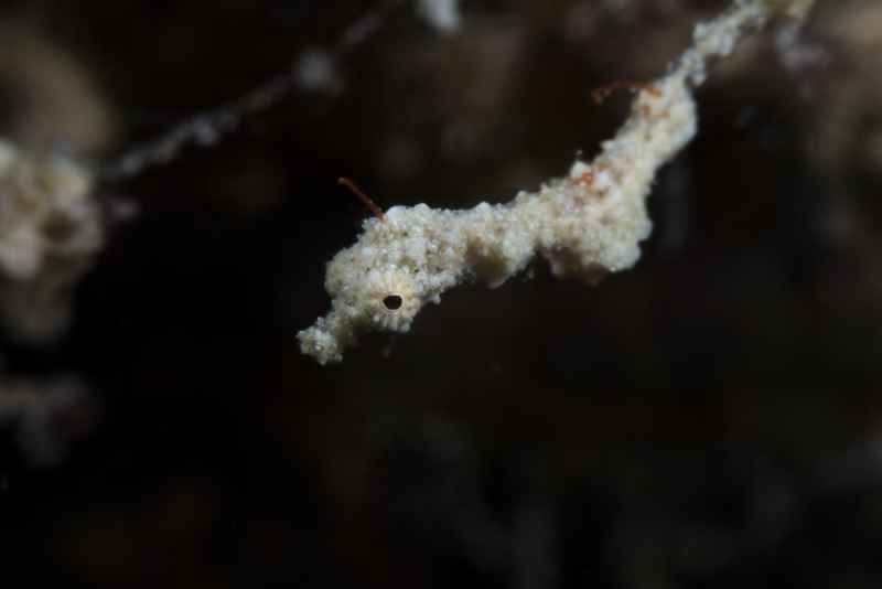 lembeh sea dragon kyonemichthys rumengani01 2