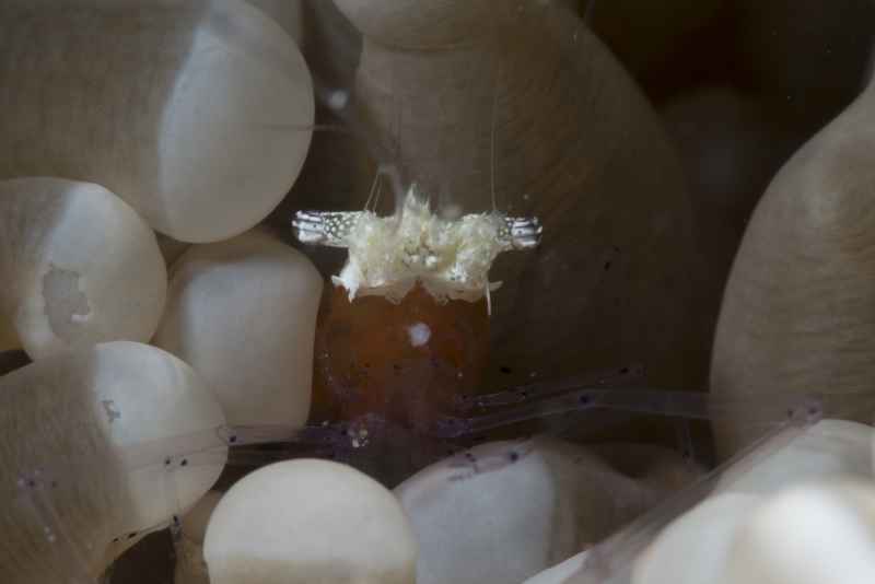 mushroom coral shrimp cuapetes kororensis 4