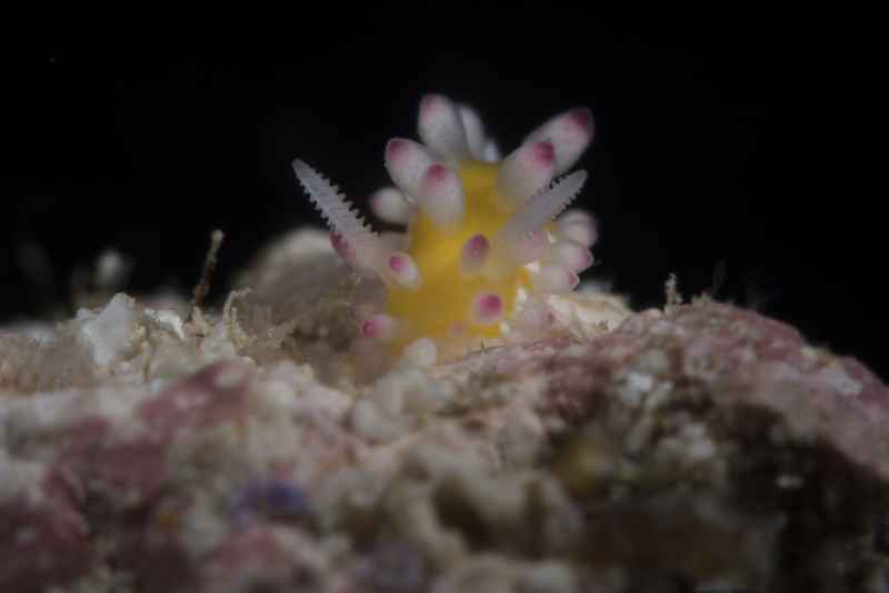 nudibranch cadlinella ornatissima