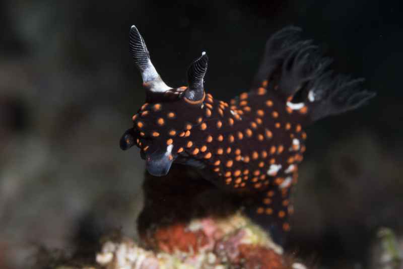 nudibranch nembrotha sp3 2