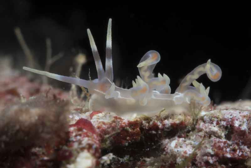 nudibranch phyllodesmium undulatum