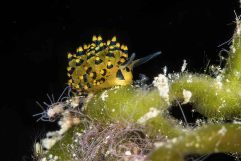 nudibranch stiliger ornatus