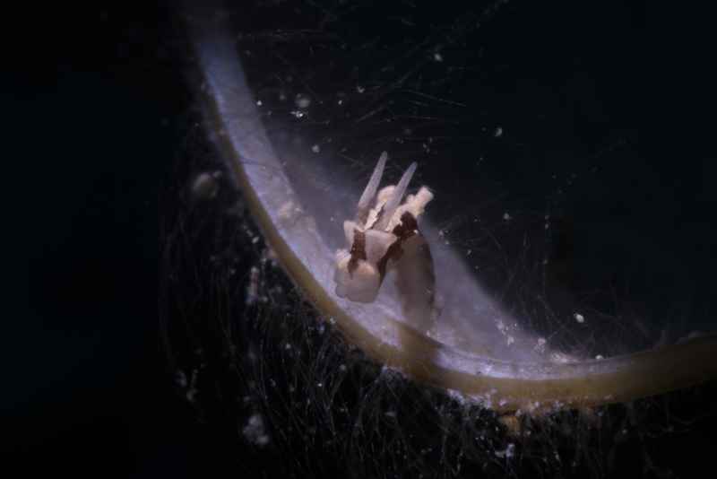 nudibranch trapania sp