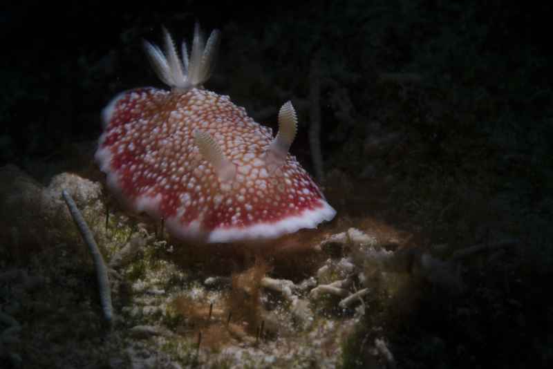 reticulated chromodoris chromodoris reticulata 2