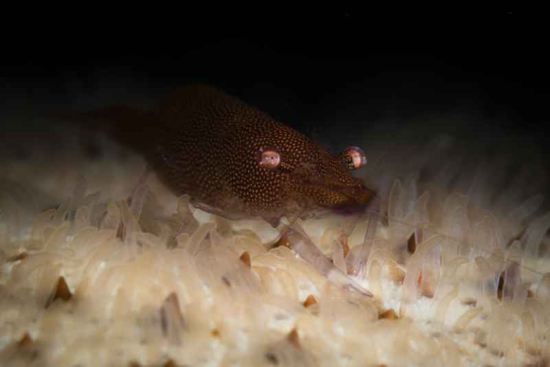 sea star shrimp periclimenes soror02 3