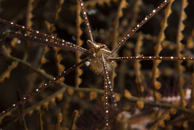 spider squat lobster chirostylus sandyi