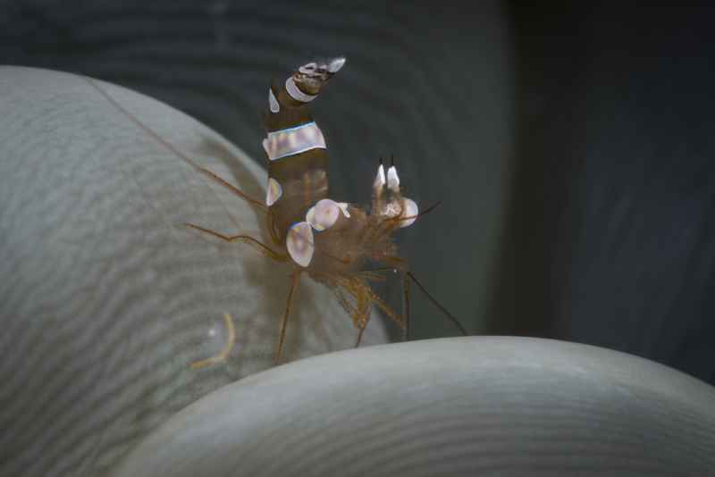 squat anemone shrimp thor amboinensis01 3