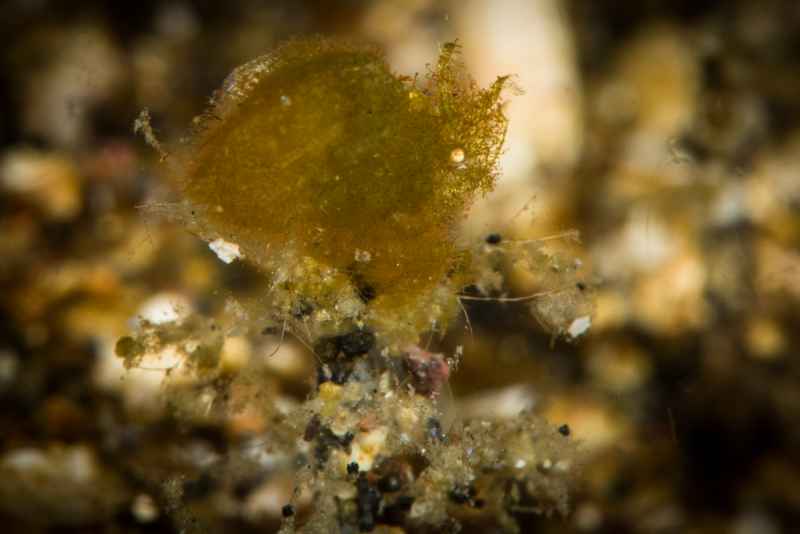 algea shrimp phycocaris simulans01