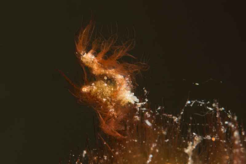 algea shrimp phycocaris simulans02