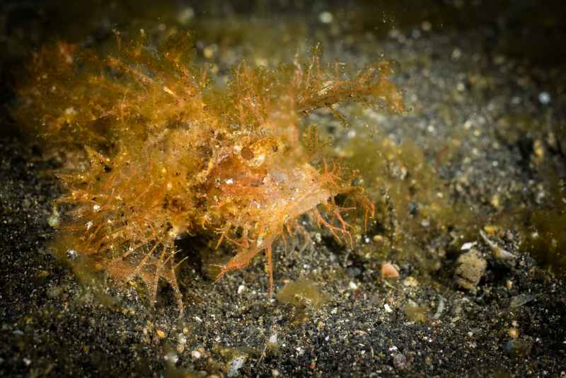 ambon scorpionfish pteroidichthys amboinensi