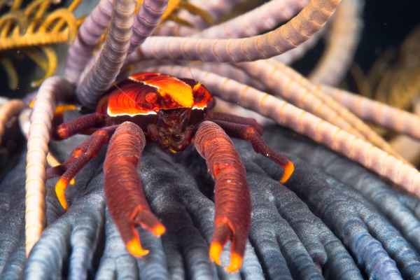 babas squat lobster allogalathea babai 2