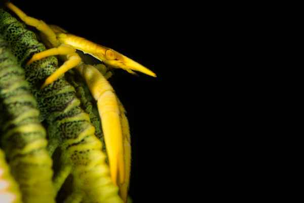 babas squat lobster allogalathea babai02